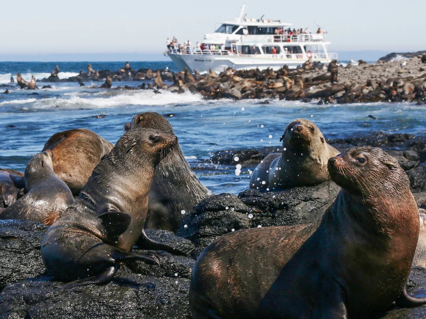 Wildlife Coast Cruises
